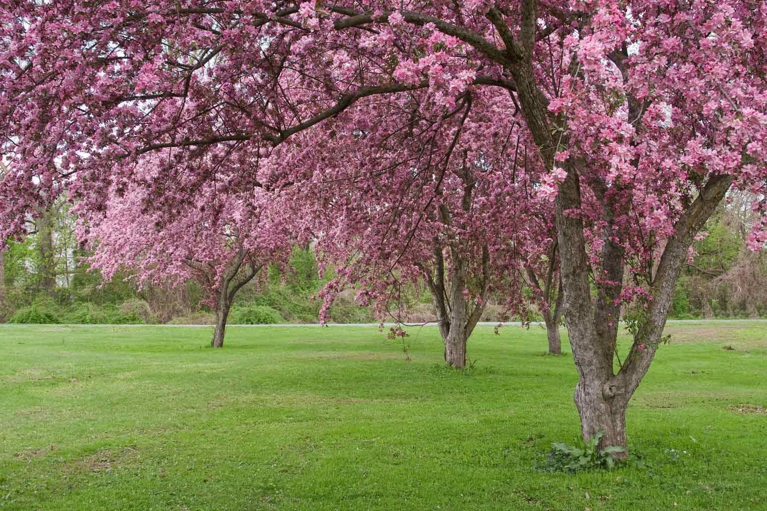 hartland wisconsin pink blossom trees