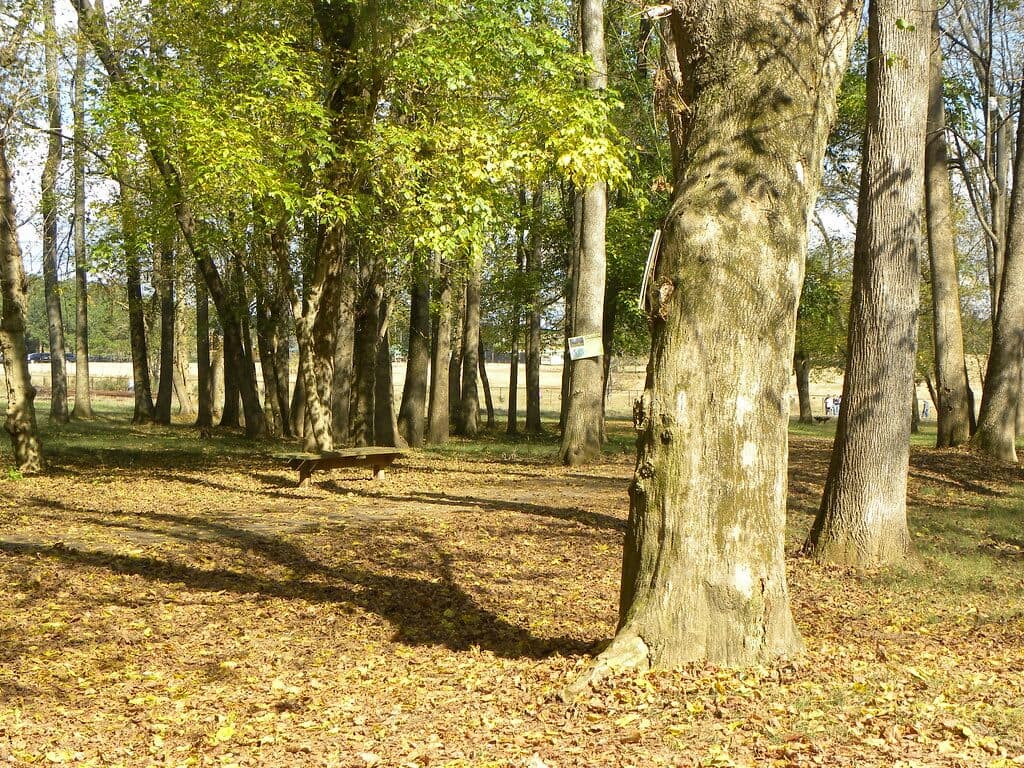 noah's ark woods in locust grove, georgia