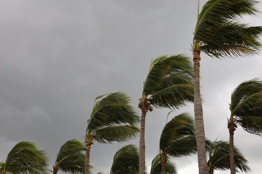 winds blowing palm trees