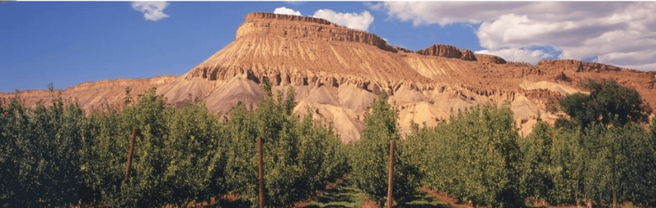 plateau in orchard mesa colorado