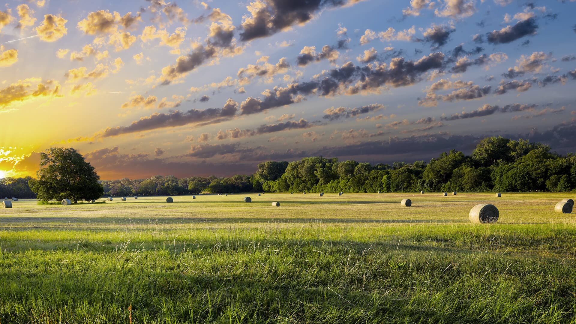 open field in royse city texas