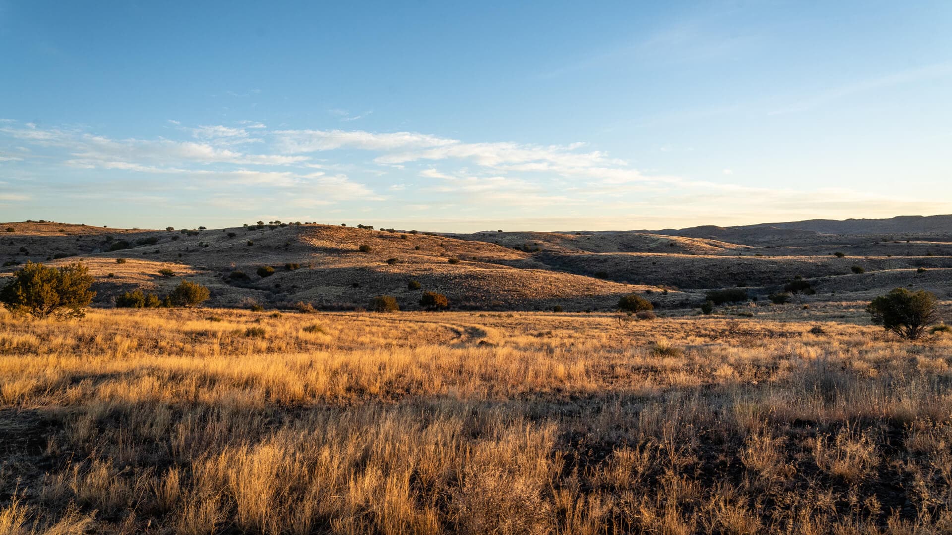open field in tuscola texas